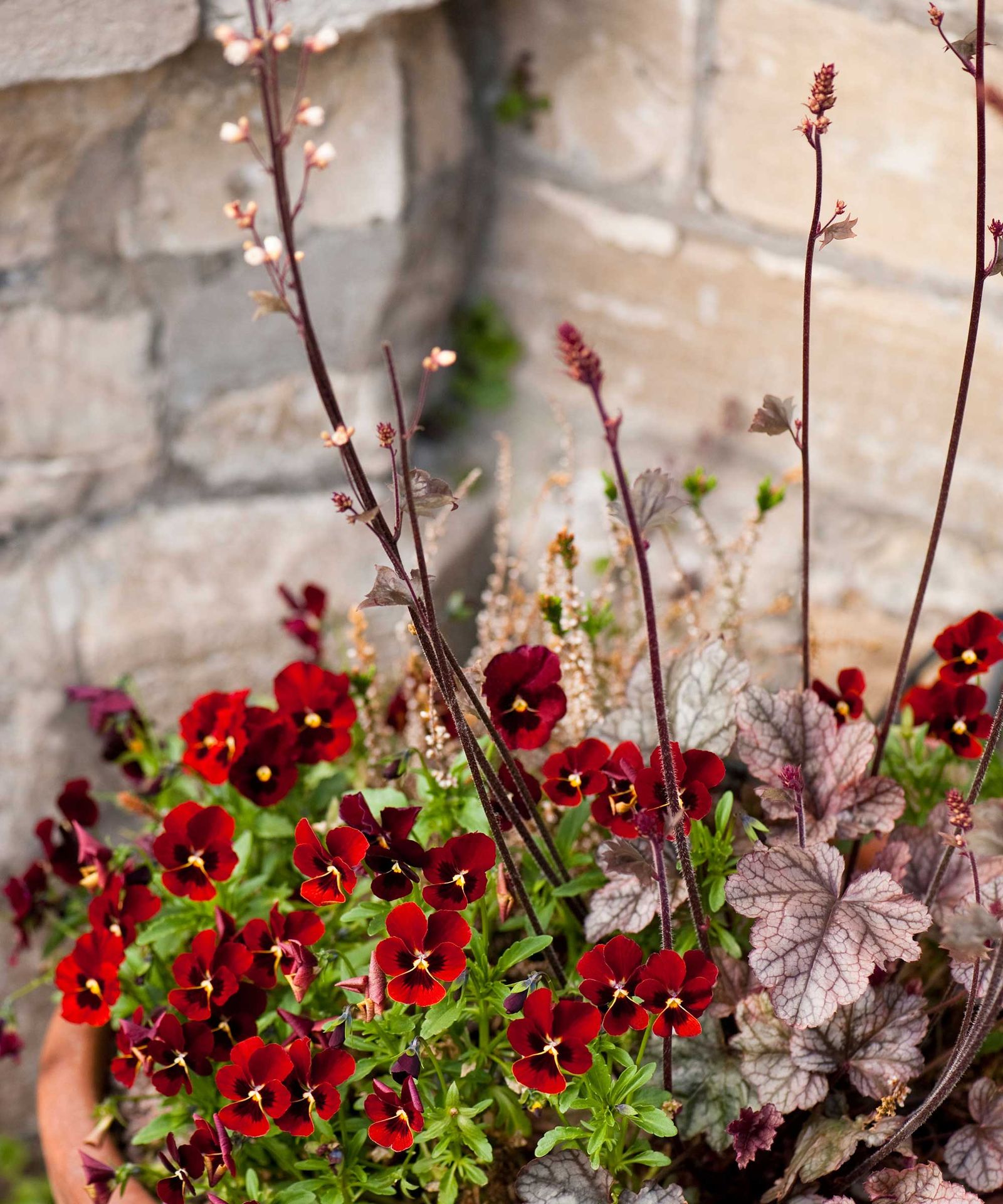 Best winter plants for pots 17 bright ideas Gardeningetc
