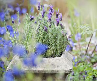 Close-up image of a stone garden planter or container with scented lavender flowers in the summer sunshine