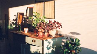 picture of sunlight on potted plants on dressing table