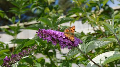 A butterfly on a butterfly bush