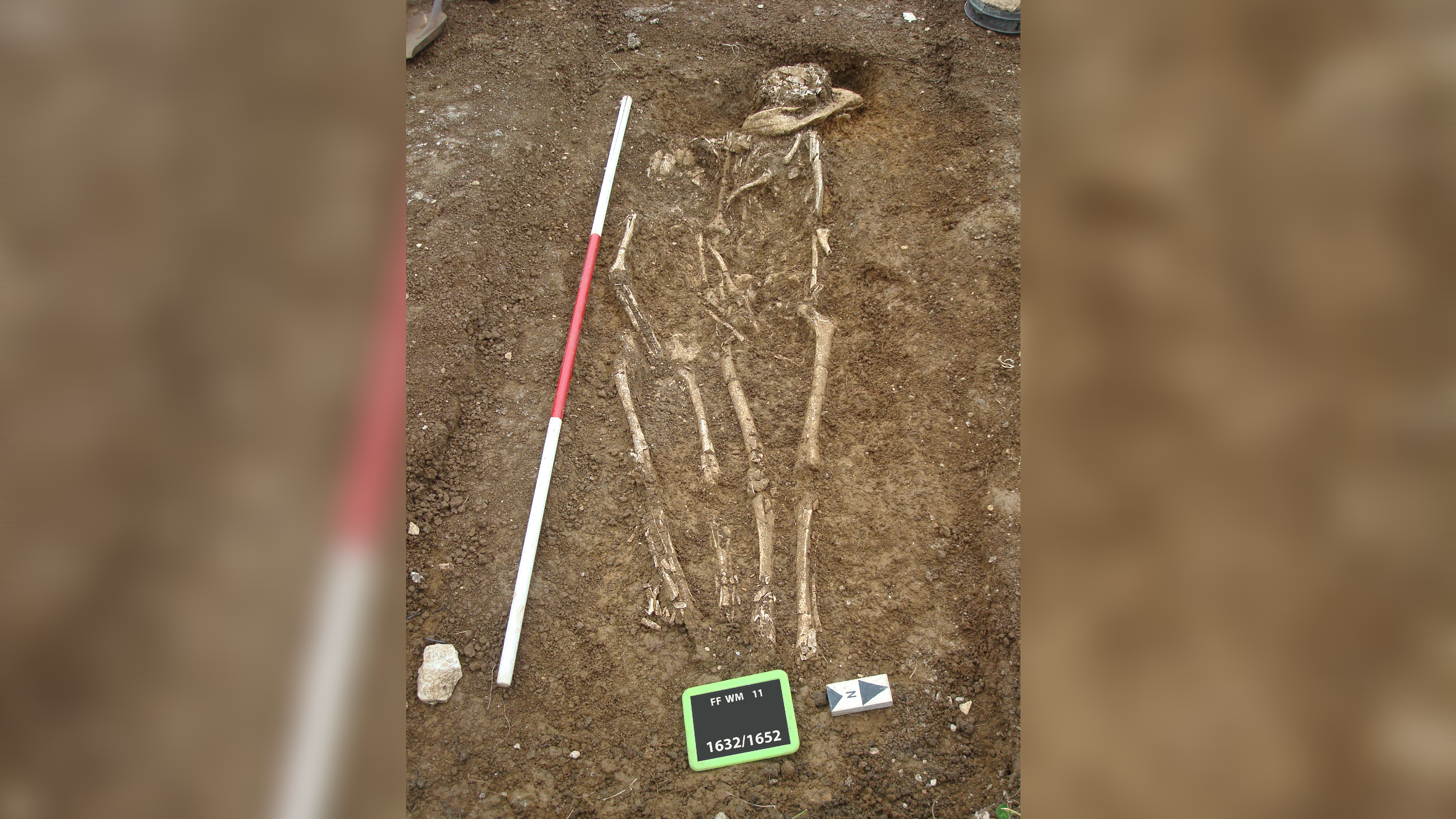 Two human skeletons lie side-by-side in an excavated grave