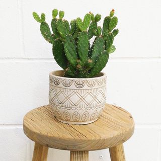 Prickly pear cactus in cream motif plant pot