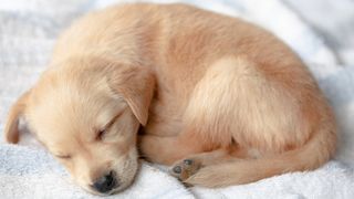 Labrador retriever puppy sleeping 