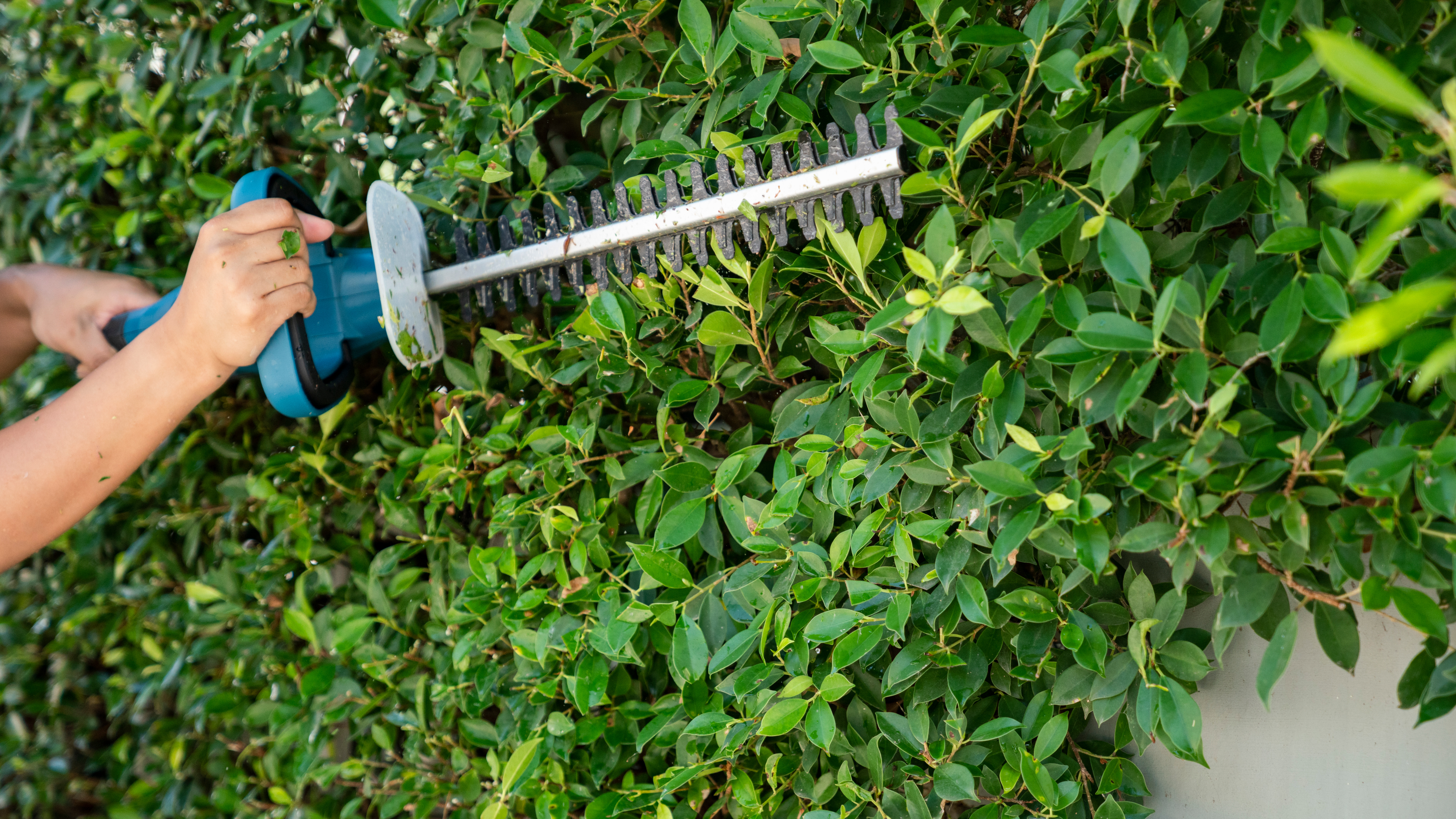 person trimming hedge - Witthaya Prasongsin - GettyImages-1313116957 2000x2000