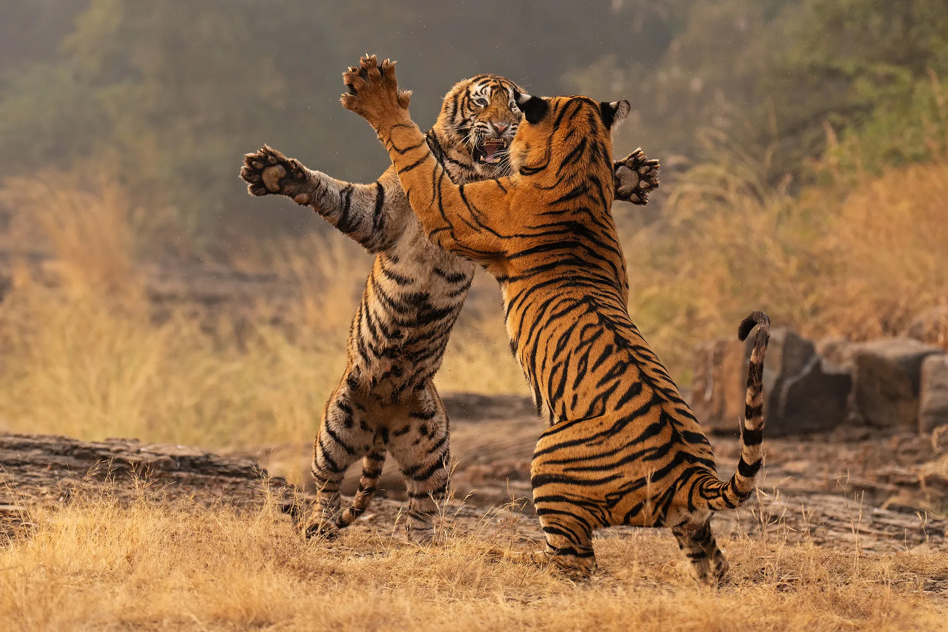 Two tigers engage in a playful fight, standing on their hind legs amidst dry grass and a misty background