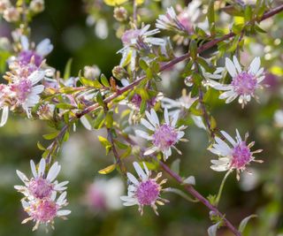 calico asters 'Black Lady'