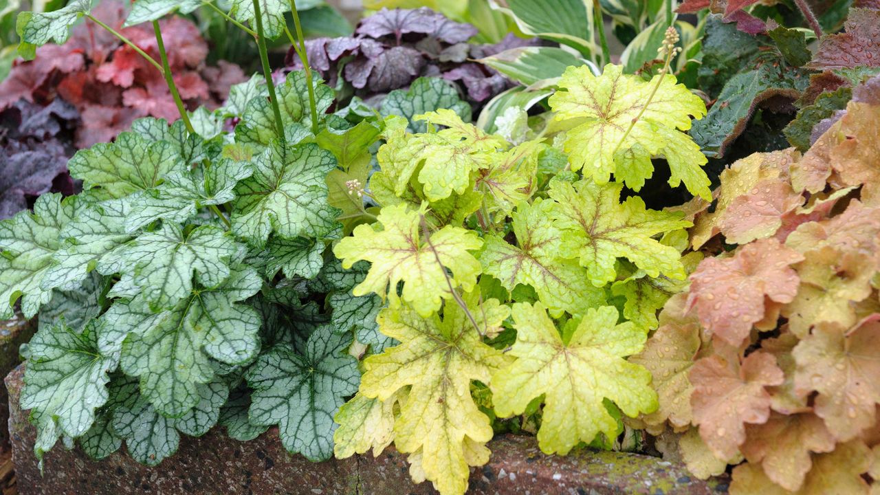 Heucherella &#039;Alabama Sunrise&#039;, Heuchera &#039;Green Spice&#039;, and Heuchera &#039;Caramel&#039;