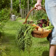 person carrying trug of vegetables in the garden