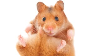 Small pets for kids - hamster