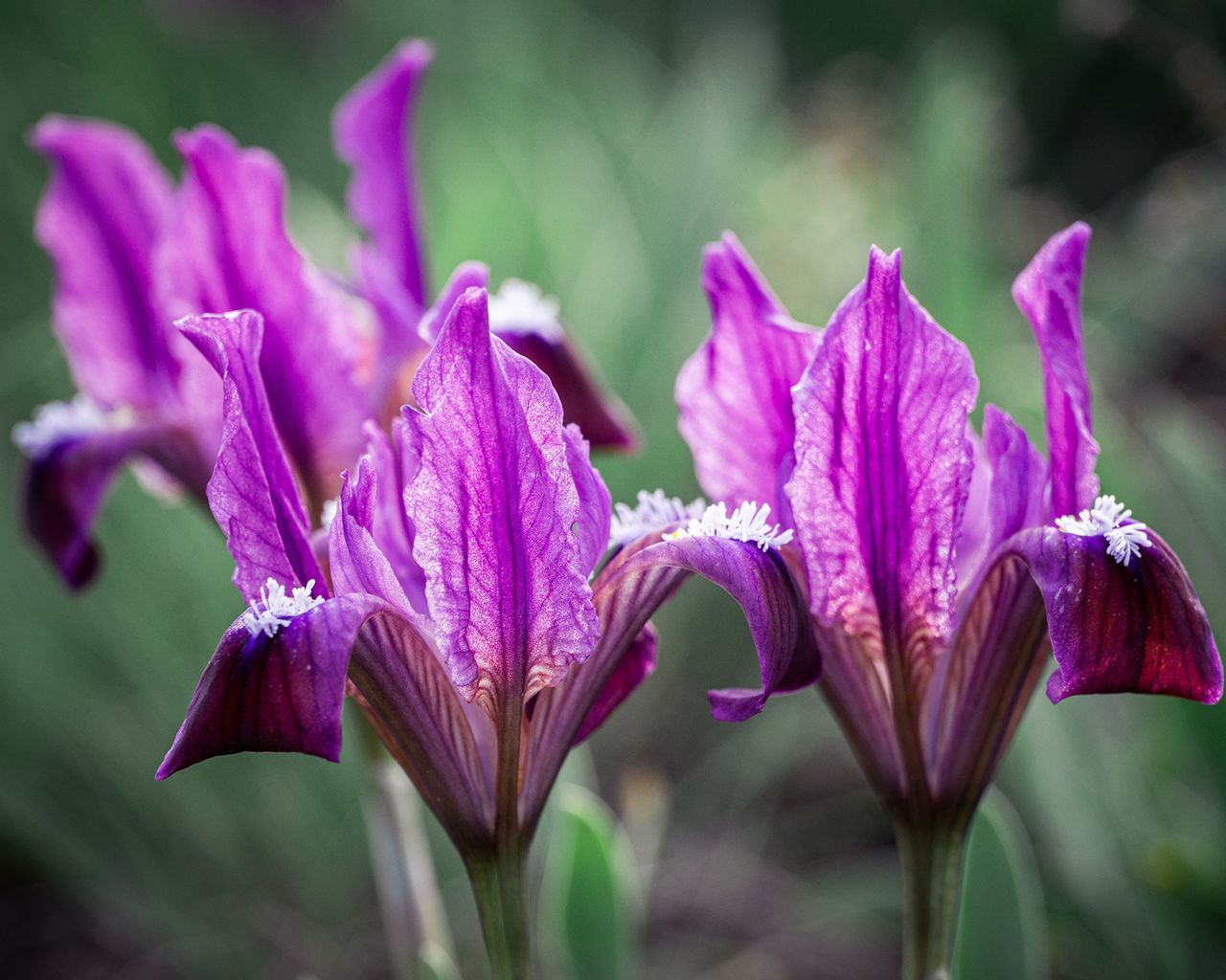 irises