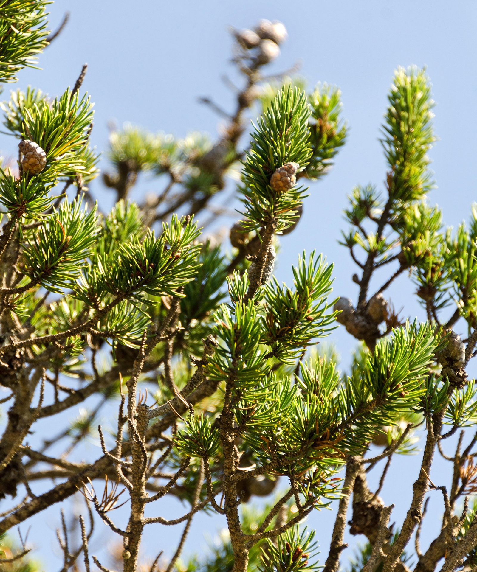 The best pine trees 11 choices for yards of all sizes Homes & Gardens