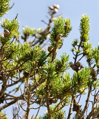 Jack Pine (Pinus banksiana), Acadia National Park, Maine