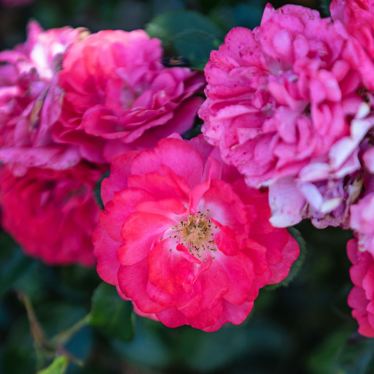 These roses look just like peonies but they flower for months longer – and they also smell divine