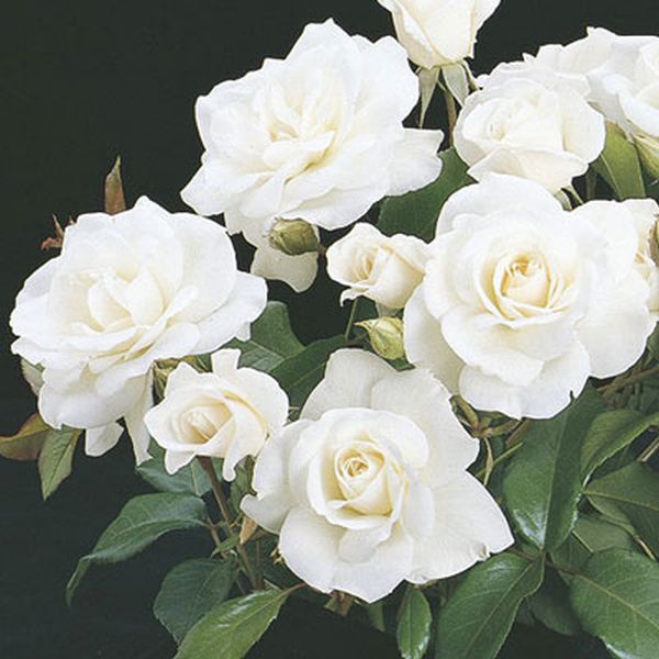 Iceberg&amp;reg; Floribunda Rose