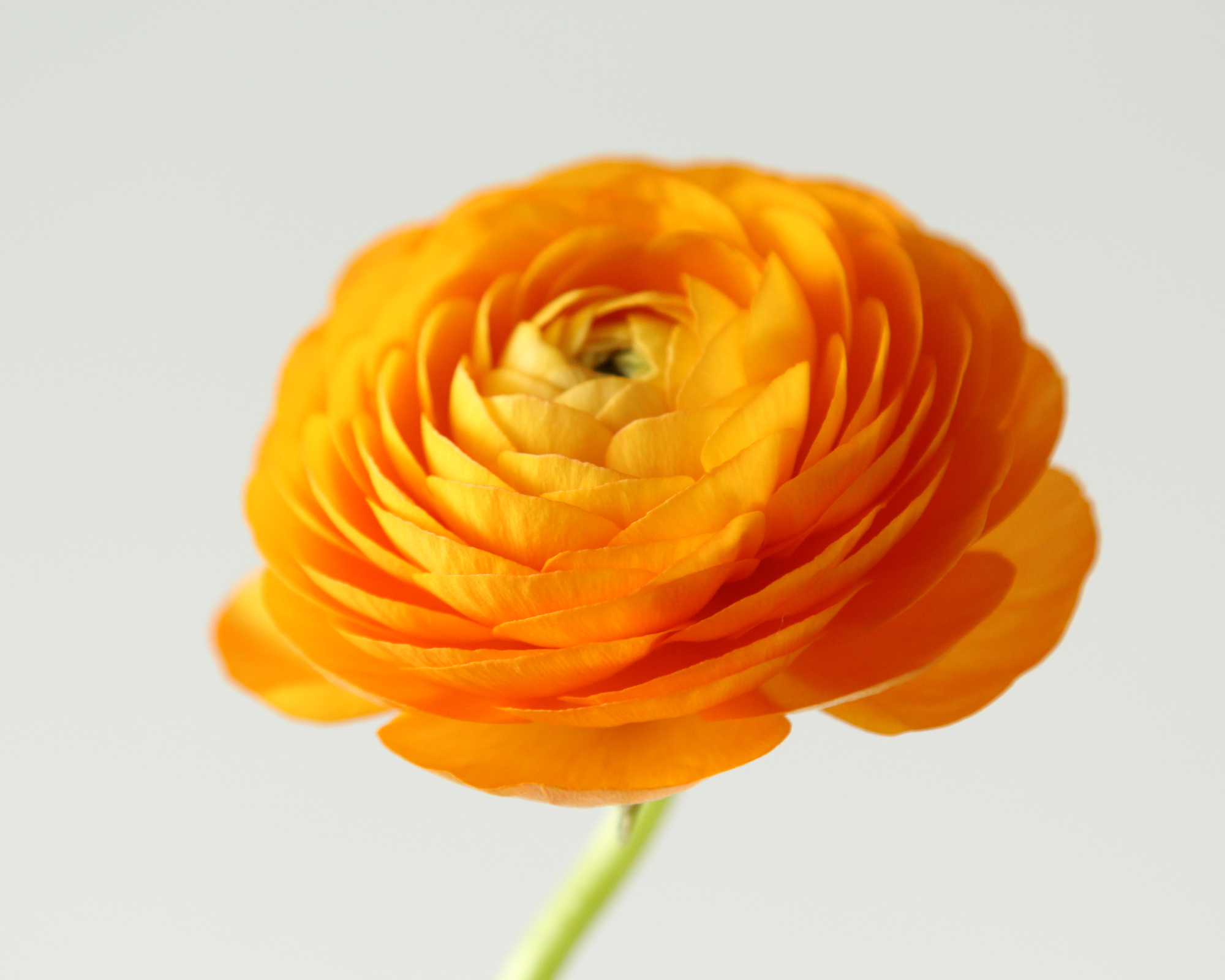 Bright orange ranunculus flower