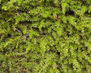 close up of western hemlock evergreen hedging plant