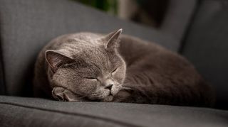 Grey cat sleeping