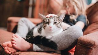 Cat curled up in between girl's legs