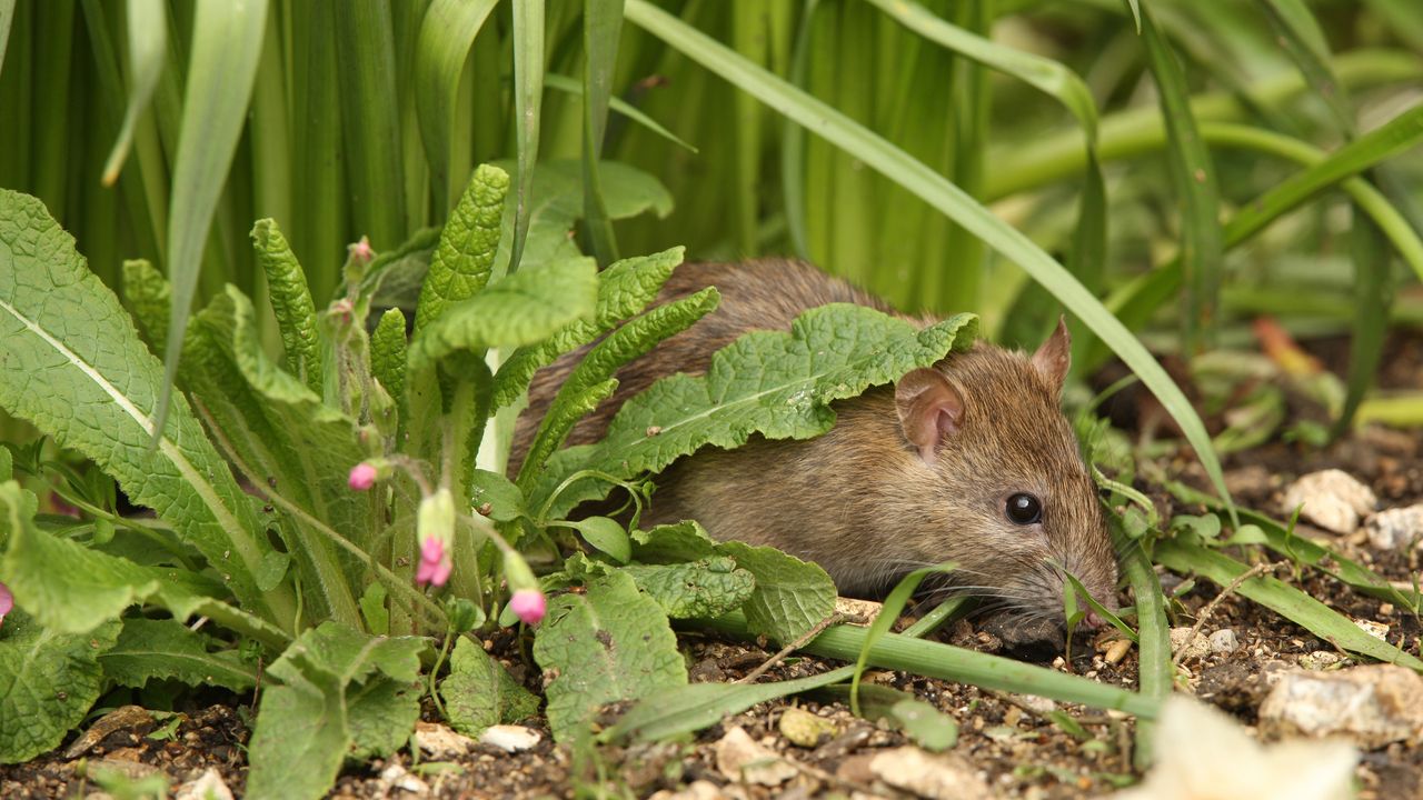 Rat in garden