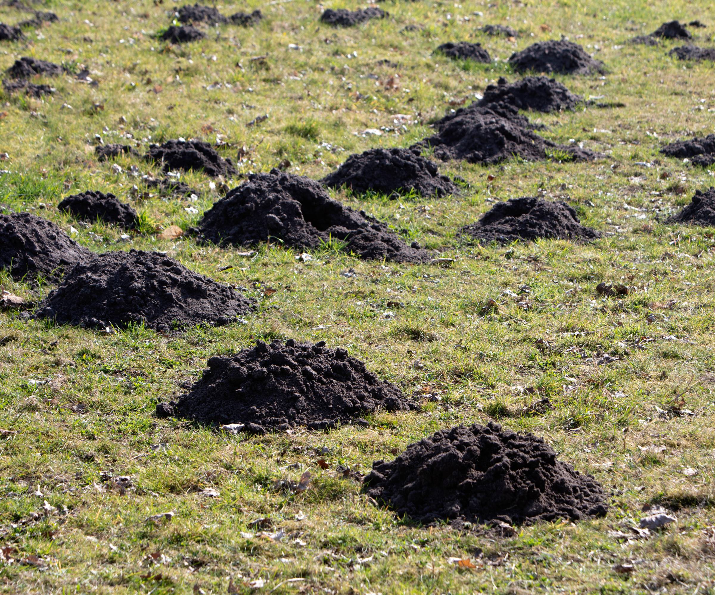 A lawn full of molehills