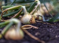 How to grow onions