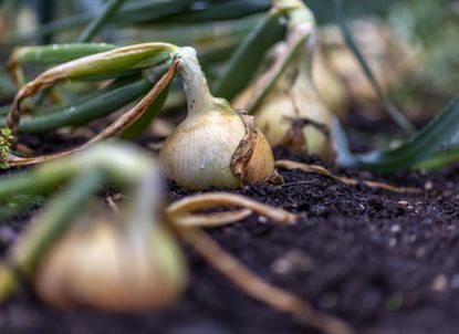 How to grow onions