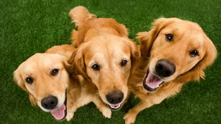 Three golden retrievers sat together pictured from above