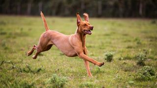 Vizsla running