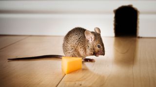 How to get rid of mice –12 easy ways using cat litter, humane traps