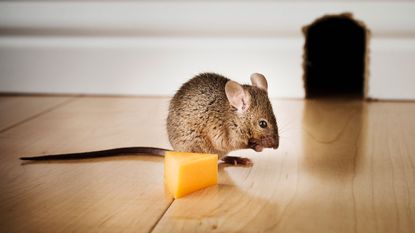 how to get rid of mice - a mouse with cheese in a house - getty