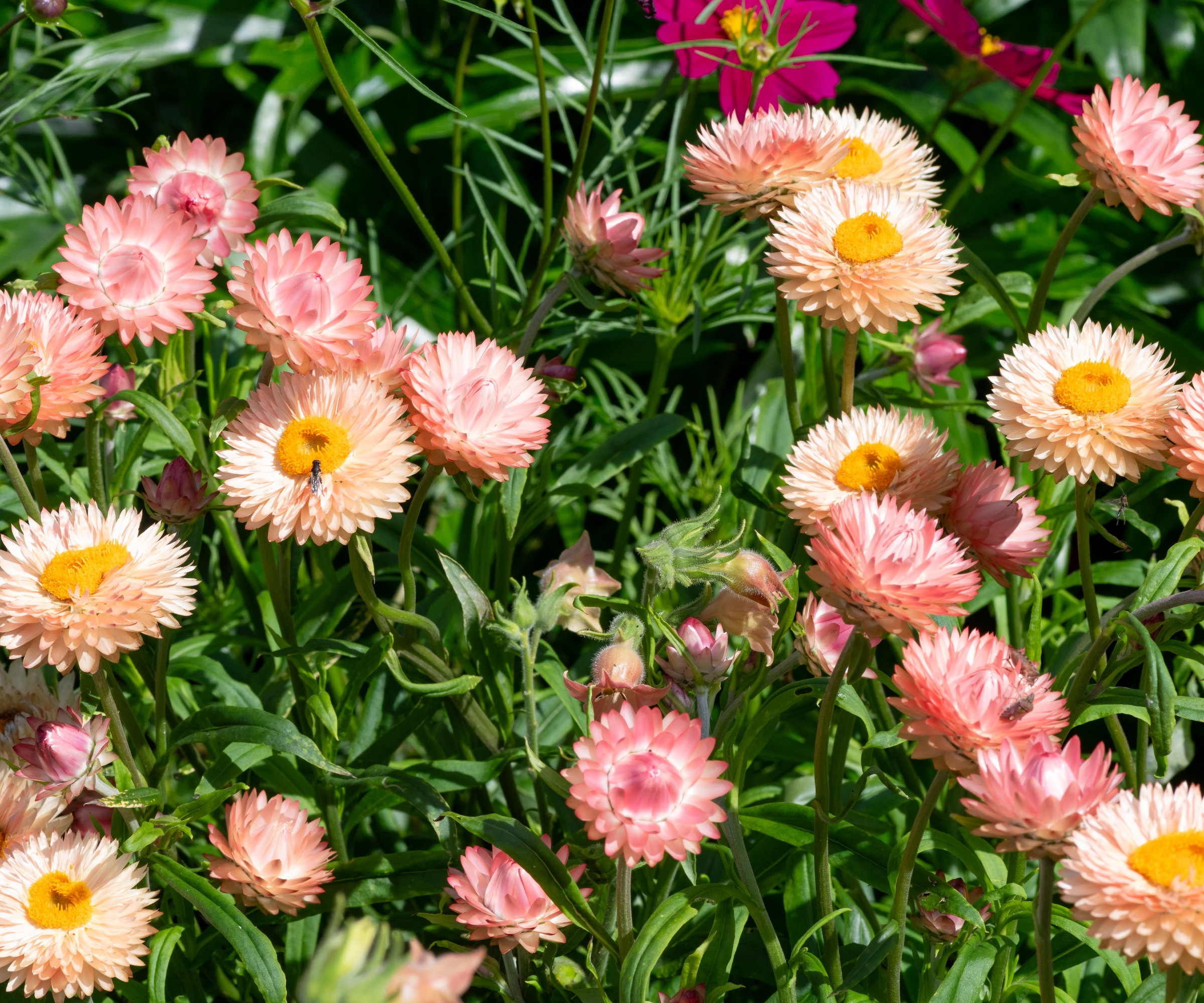 Pink and white blooms of strawflower plants