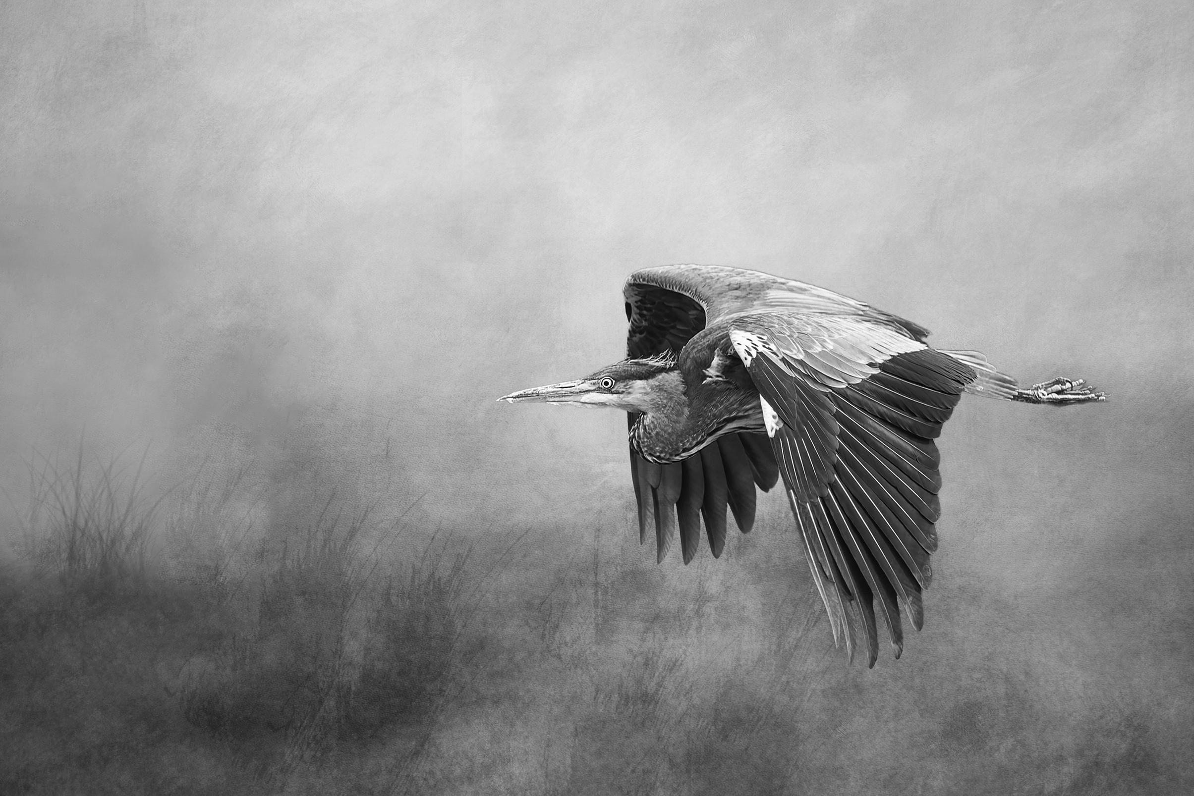 Black and white image of a heron in flight, wings spread gracefully with blurred background