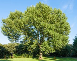 Populus x canadensis tree in the UK
