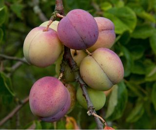 Plum 'Avalon'