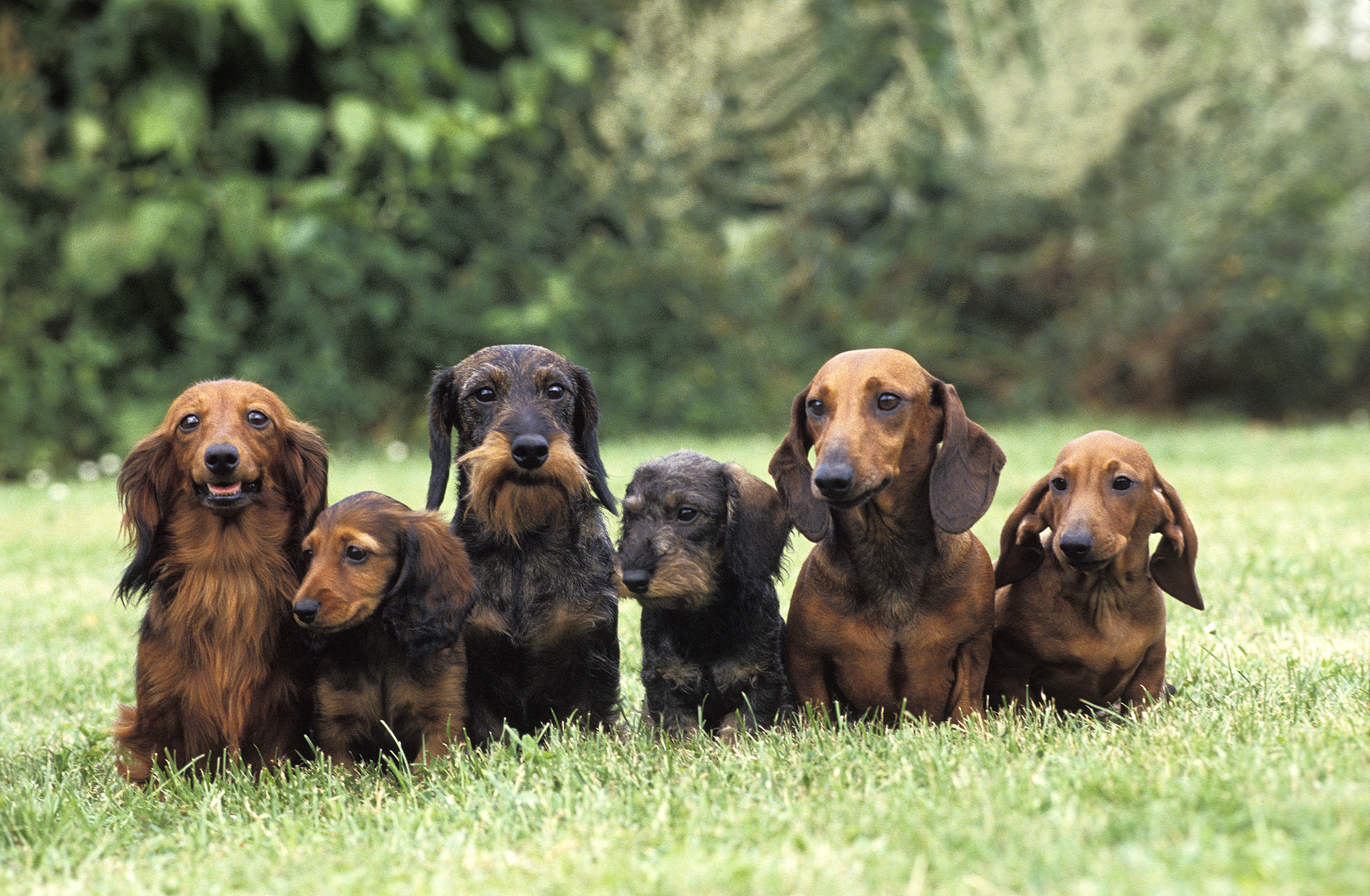 A group of dachshunds sitting side by side on grass, showing different coat types and sizes, including smooth-, long- and wire-haired dogs, photographed against a soft green garden backdrop.