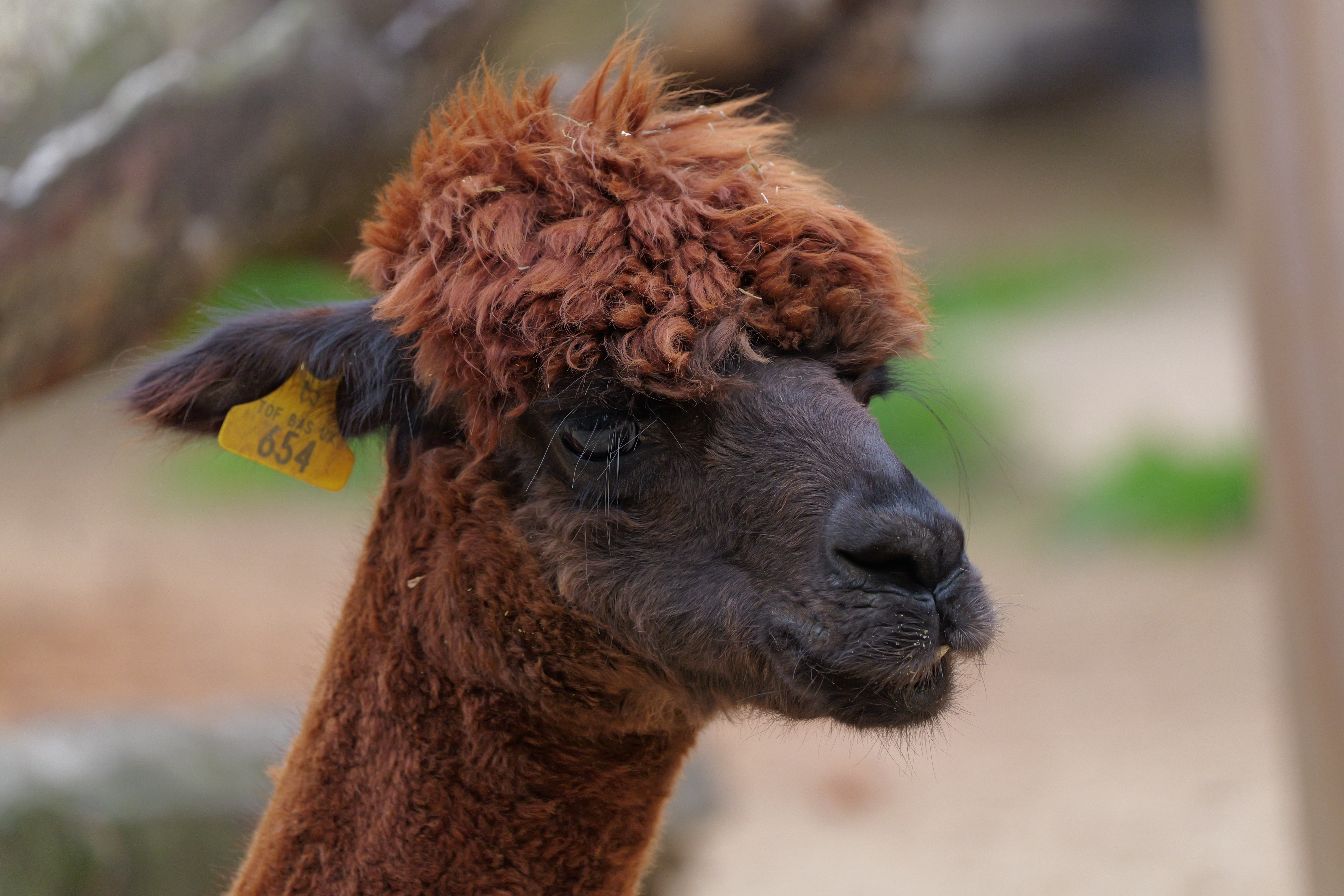 A close-up of an alpacas head