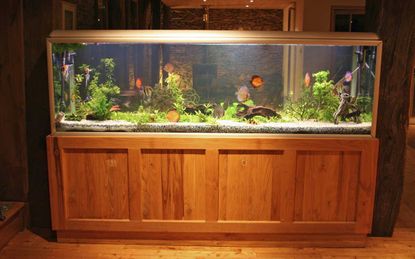A Fish Tank