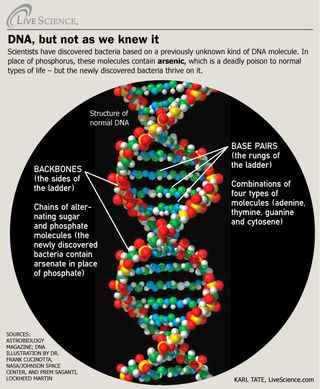 Structure of DNA molecule, and how the newly discovered arsenic-eating bacteria is different. 