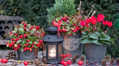 Christmas porch pots filled with wintergreen cyclamens and evergreens