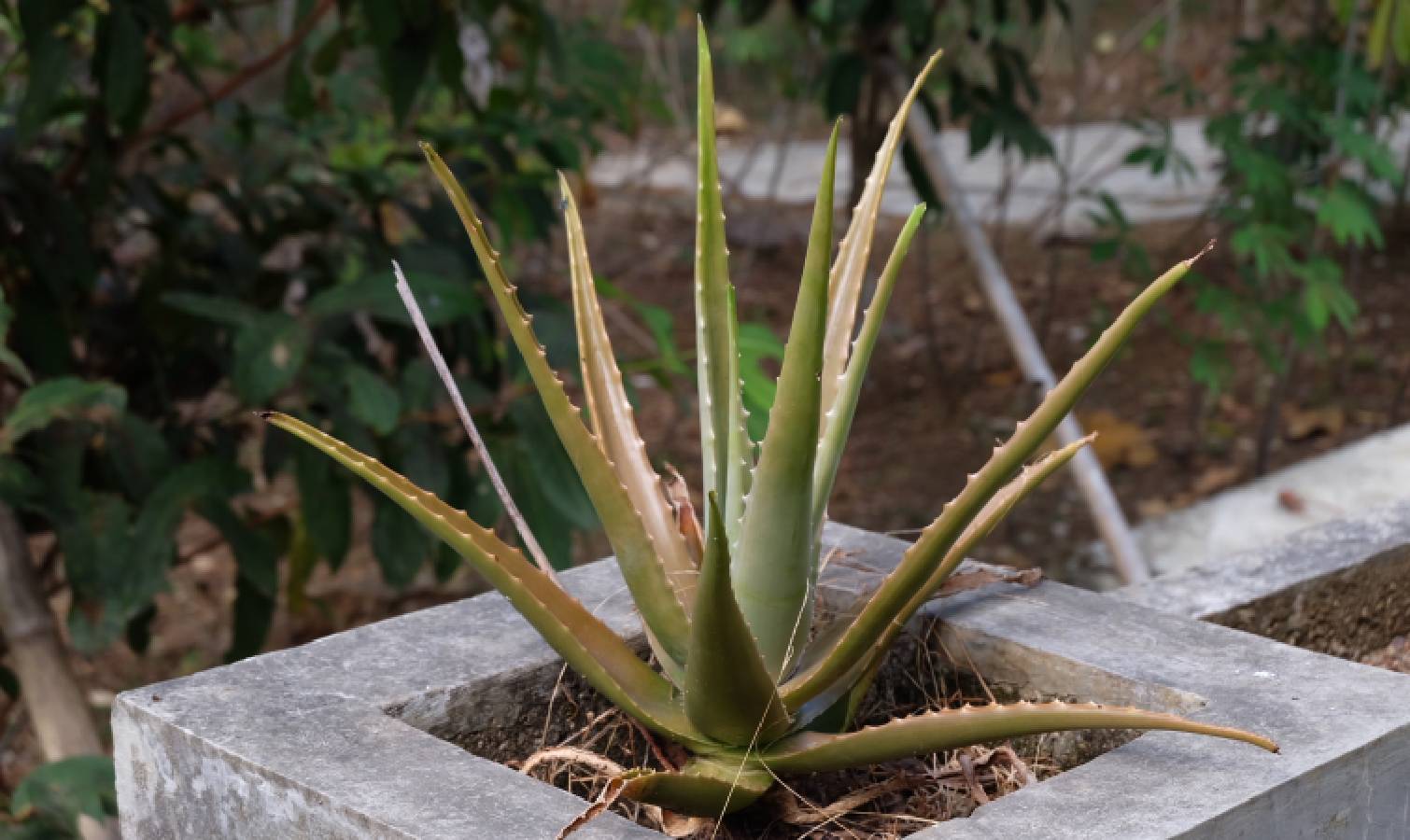 Outdoor yellow aloe