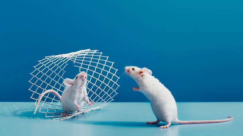 Two mice sniffing each other through an open ended wire cage. Conceptual image from a series inspired by laboratory mouse experiments.