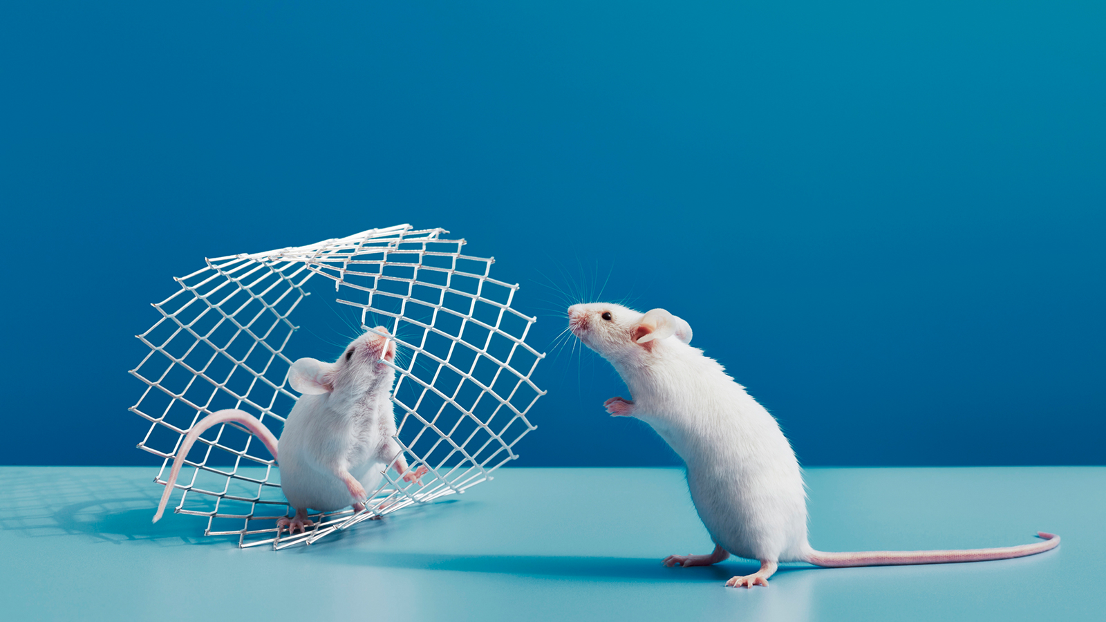 Mice administer 'first-aid' to friends — even trying to bring the dead back to life