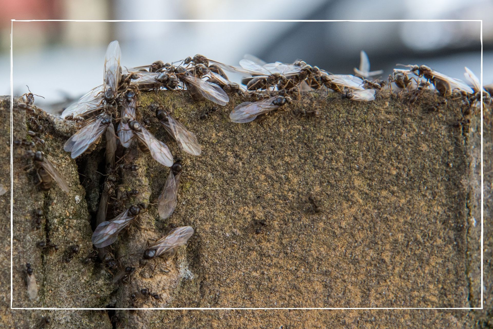 Why are there so many flying ants in the UK? GoodTo