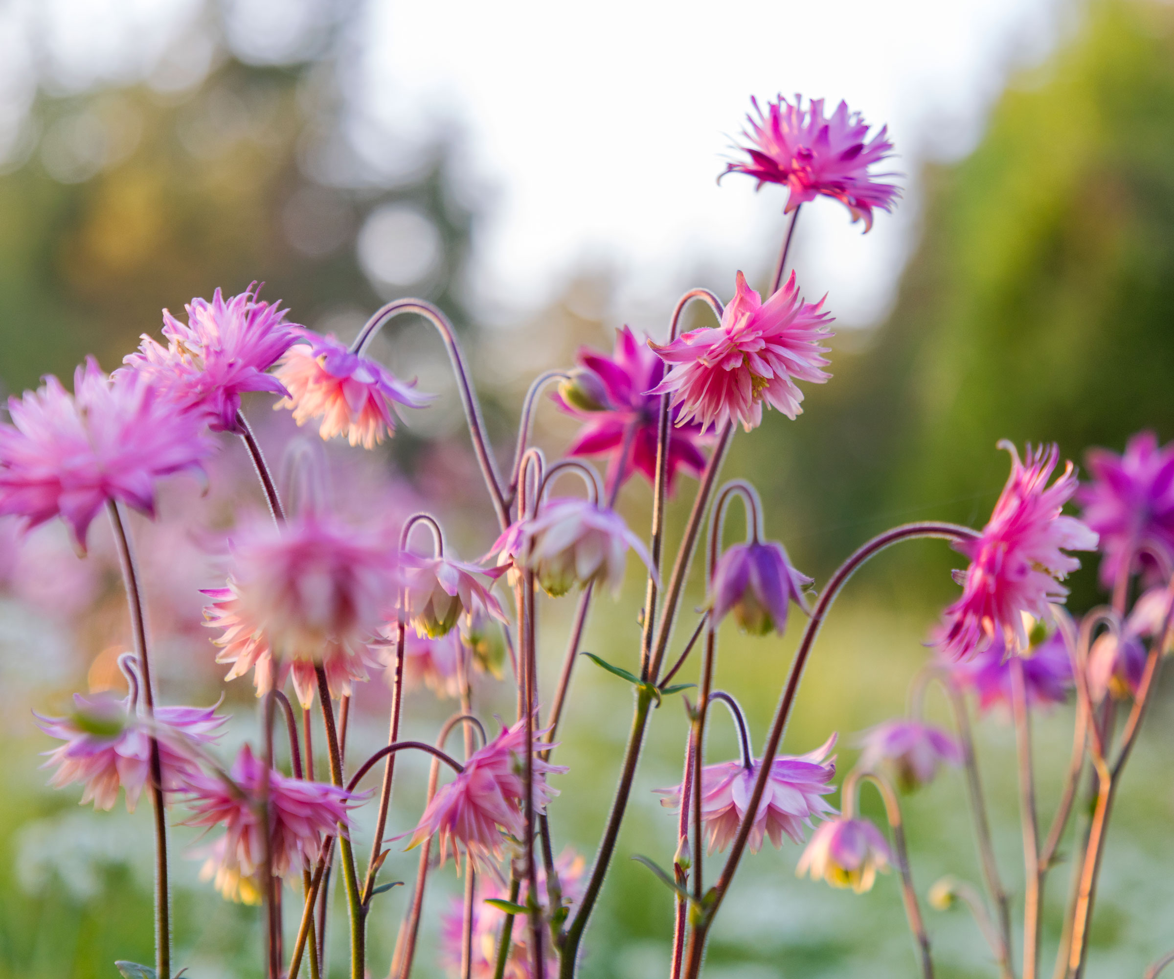aquilegia plants with pink flowers