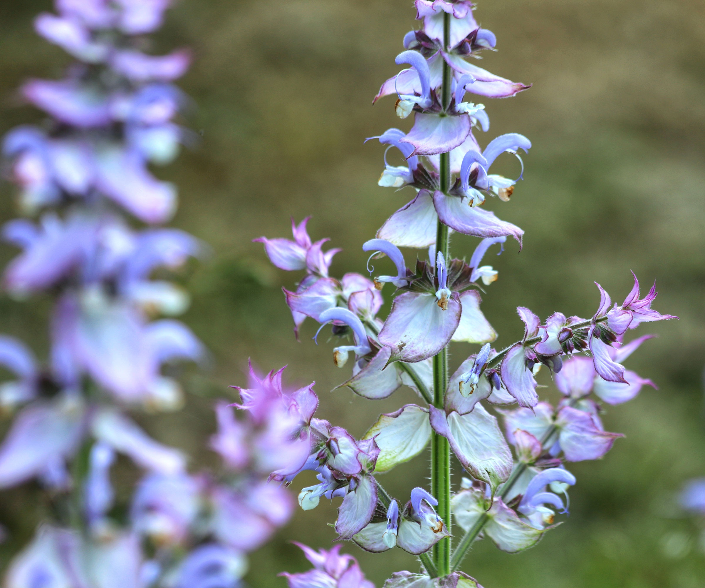 clary sage plants with blue-purple flower spires