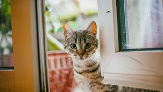 European shorthair cat peeping around the window