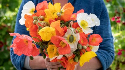 what to plant in July iceland poppies