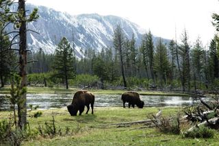 The Wilderness Act states that wilderness "is hereby recognized as an area where the earth and its community of life are untrammeled by man."