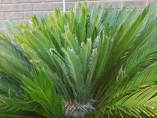 Sago palm plant outdoors