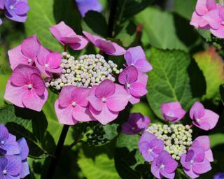 Close up of pink and purple hydrangea plant